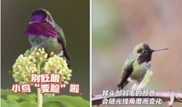 新闻爆料鸟死人,探寻自然界的生命轮回与启示