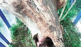 东莞枯树爆料事件真相视频,揭秘背后惊人内幕