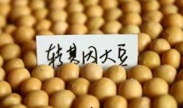 中学生的大豆爆料视频大全,校园生活趣味瞬间大揭秘