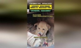 河南大狗爆料视频最新版,揭秘事件真相与幕后黑手