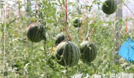 微山吃瓜最新事件爆料视频