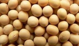 中学生的大豆爆料视频大全,校园生活趣味瞬间大揭秘