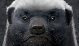 小王爆料平头哥视频,小王独家爆料视频带你一探究竟