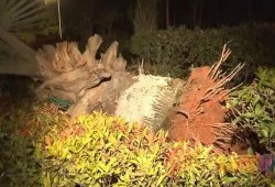 东莞枯树爆料事件真相视频,揭秘背后惊人内幕