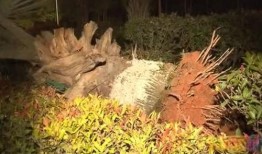 东莞枯树爆料事件真相视频,揭秘背后惊人内幕