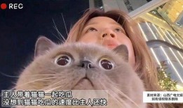 吃瓜娱乐猫,揭秘娱乐圈背后的趣味故事