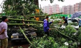 东莞枯树爆料事件真相视频,揭秘背后惊人内幕