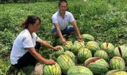 陇南市网红吃瓜事件真相,真相背后的网络狂欢与反思