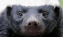 小王爆料平头哥视频,小王独家爆料视频带你一探究竟