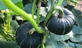 网红小视频吃瓜图片,揭秘娱乐圈幕后真相