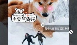河南大狗爆料视频最新版,揭秘事件真相与幕后黑手