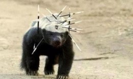 小王爆料平头哥视频,小王独家爆料视频带你一探究竟