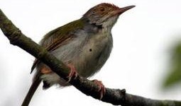 夜莺在线观看,穿越时空的旋律之旅