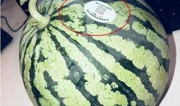 老师吃网红瓜,一场网络狂欢的幕后故事
